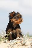 YORKSHIRE TERRIER 074